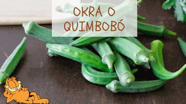 Okra o quimbombó